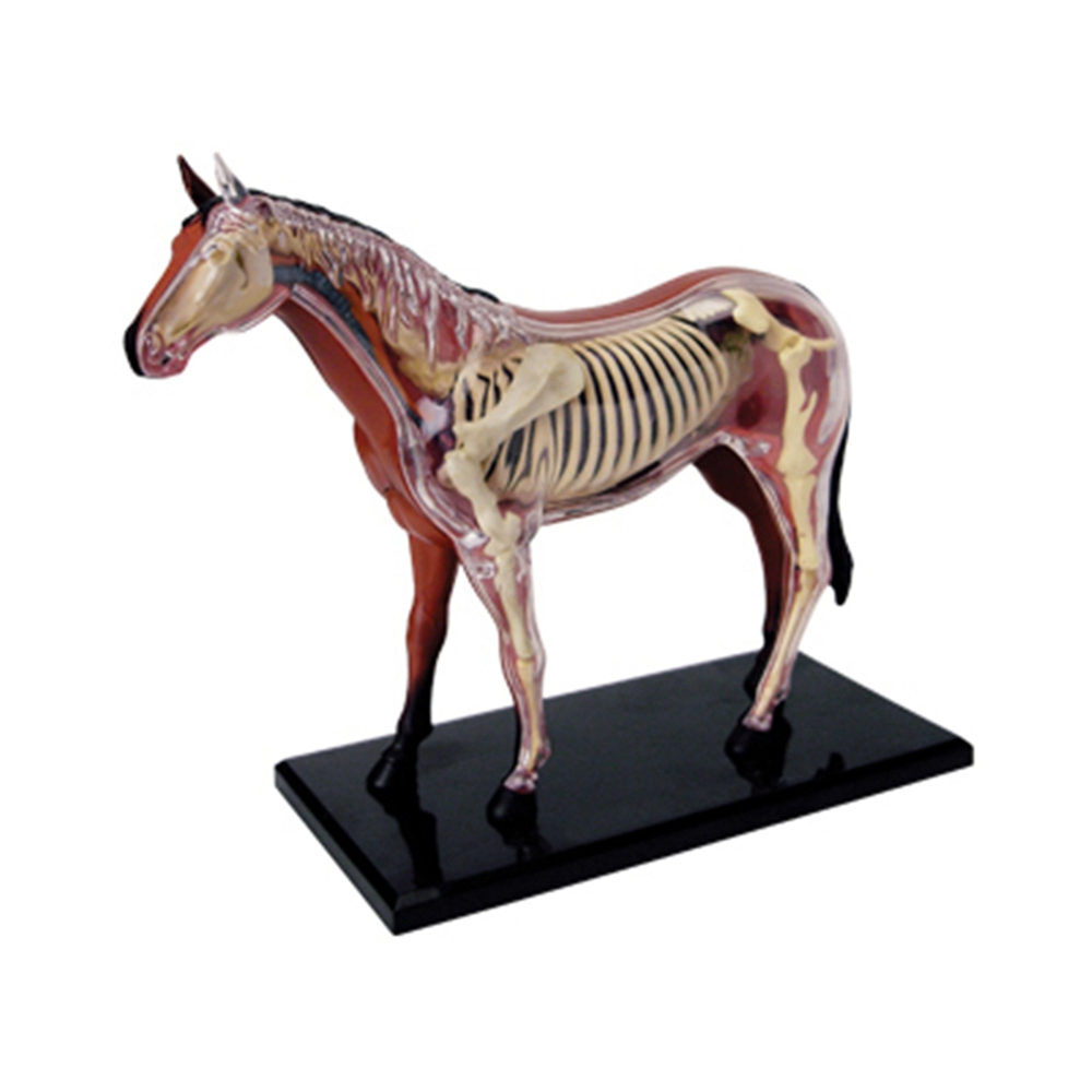 Animal Organ Anatomy Model 4D  - Science Toy recension och pris
